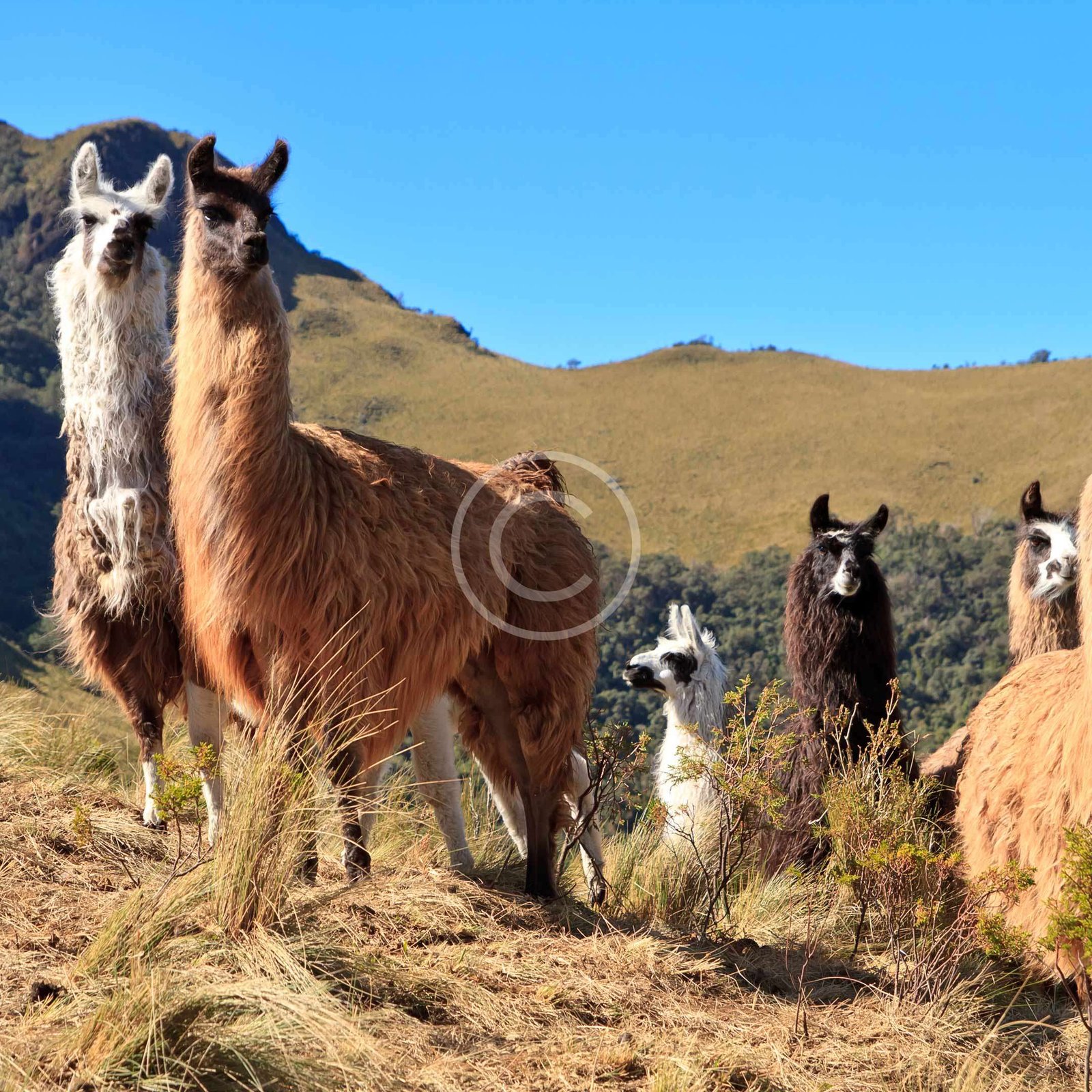 Argentina Travel Guide and Information